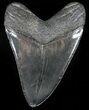 Nice, Fossil Megalodon Tooth - Georgia #56348-2